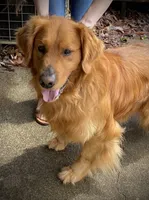 Tank, a male Golden Retriever for sale in Roanoke, VA – 9 of 10