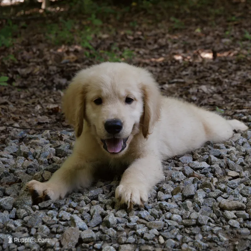 Dozer – Golden Retriever puppy for sale in Roanoke, VA