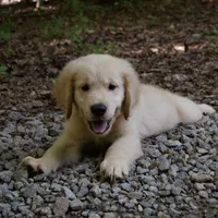 Dozer, a male Golden Retriever for sale in Roanoke, VA – 1 of 8