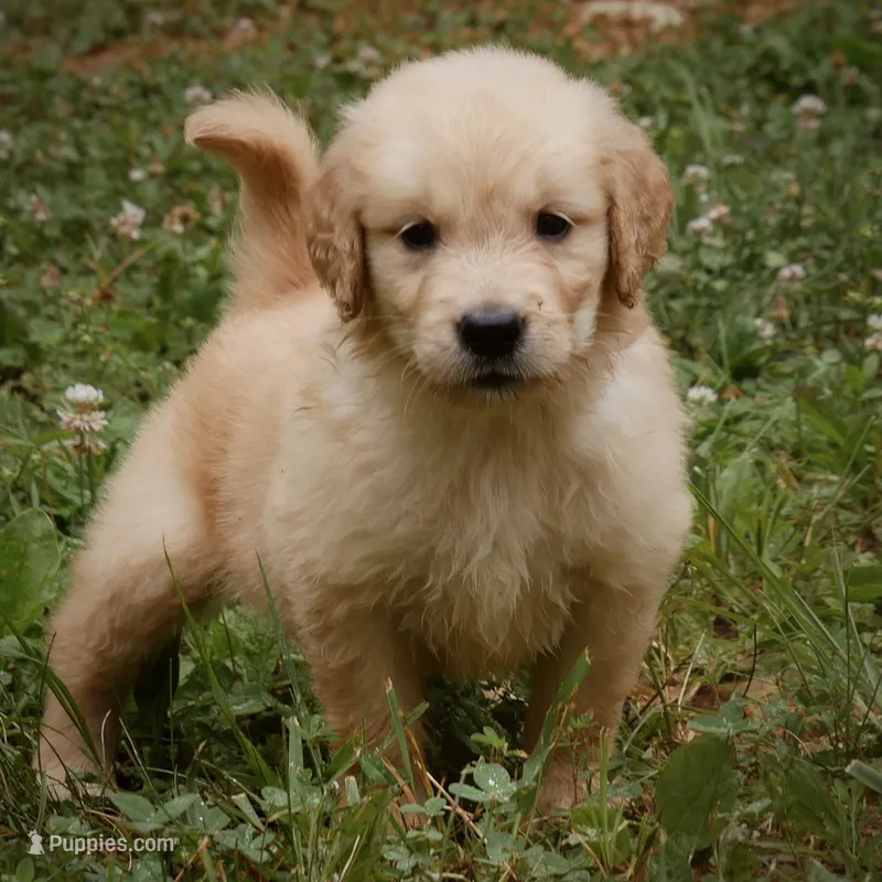 Nugget – Golden Retriever puppy for sale in Roanoke, VA