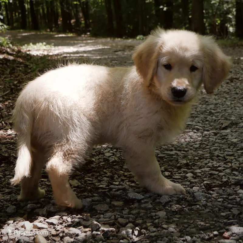 Wags – Golden Retriever puppy for sale in Roanoke, VA