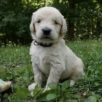 Woofy, a male Golden Retriever for sale in Roanoke, VA – 4 of 6