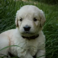 Snuggles, a male Golden Retriever for sale in Roanoke, VA – 8 of 10