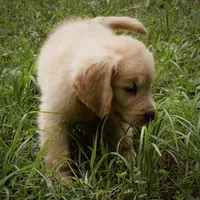 Beau, a male Golden Retriever for sale in Roanoke, VA – 4 of 7