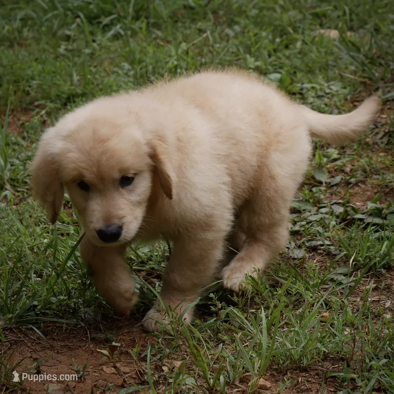 Chunky – Golden Retriever puppy for sale in Roanoke, VA