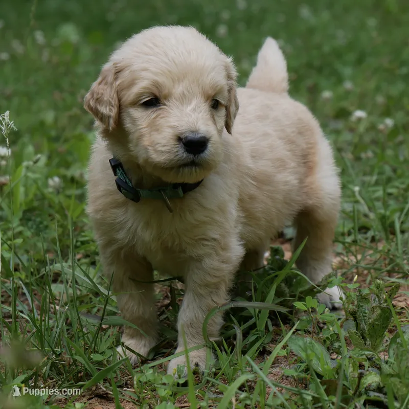 Peanut – Golden Retriever puppy for sale in Roanoke, VA