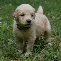 Peanut, a male Golden Retriever for sale in Roanoke, VA – 1 of 9