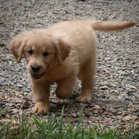 Buddy, a male Golden Retriever for sale in Roanoke, VA – 2 of 6