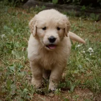 Tank, a male Golden Retriever for sale in Roanoke, VA – 7 of 10