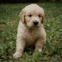 Tank, a male Golden Retriever for sale in Roanoke, VA – 8 of 10