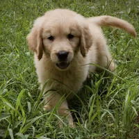 Beau, a male Golden Retriever for sale in Roanoke, VA – 2 of 7