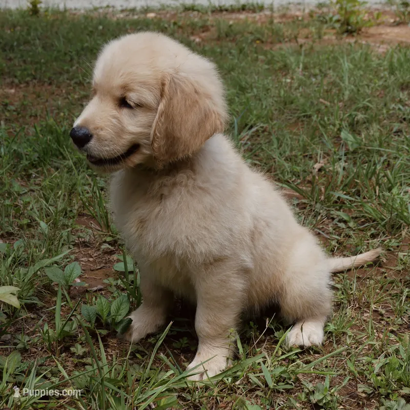 Peanut – Golden Retriever puppy for sale in Roanoke, VA