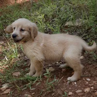 Princess, a female Golden Retriever for sale in Roanoke, VA – 5 of 6