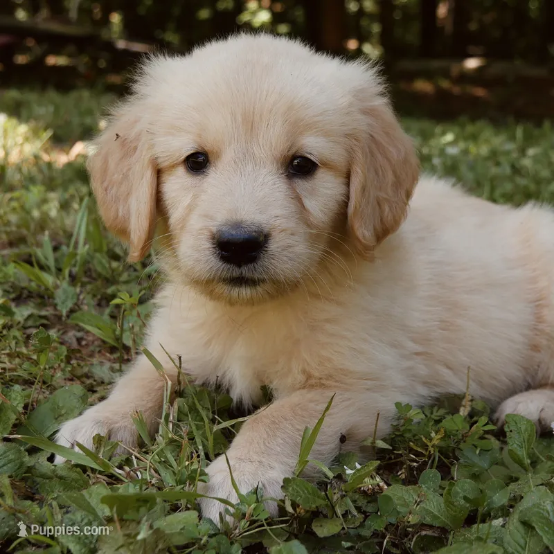Baby Dear – Golden Retriever puppy for sale in Roanoke, VA