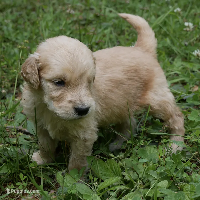 Nugget – Golden Retriever puppy for sale in Roanoke, VA