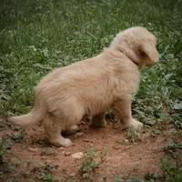 Handsome, a male Golden Retriever for sale in Roanoke, VA – 5 of 8
