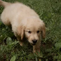 Beau, a male Golden Retriever for sale in Roanoke, VA – 3 of 7
