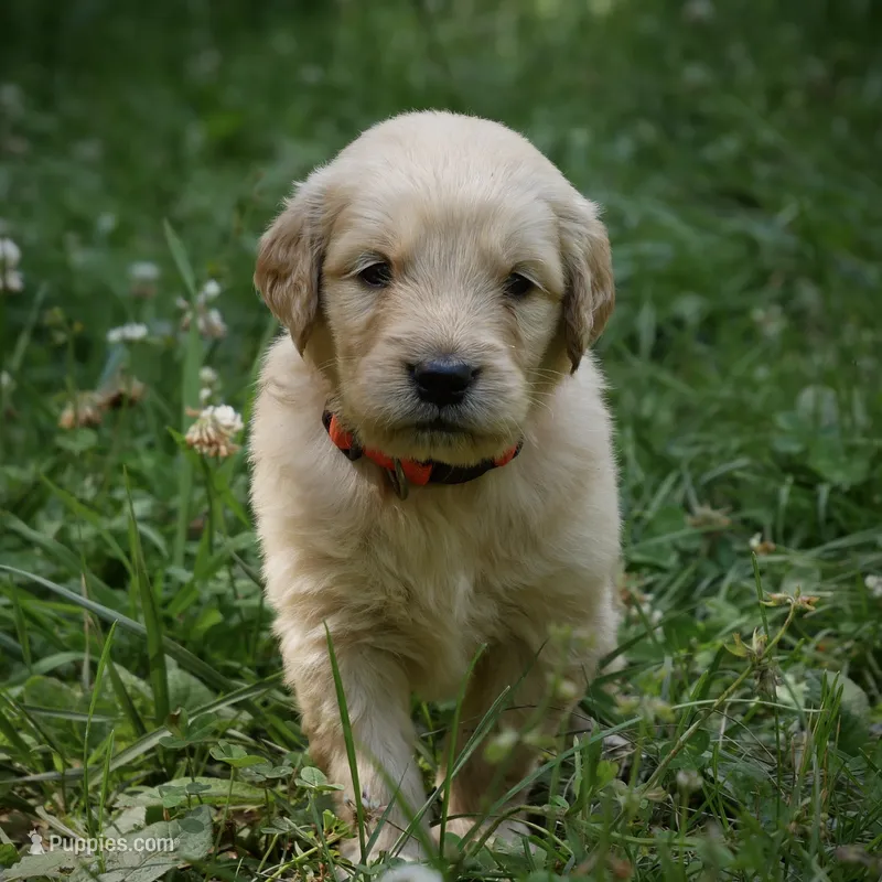 Wags – Golden Retriever puppy for sale in Roanoke, VA