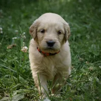 Wags, a male Golden Retriever for sale in Roanoke, VA – 1 of 6