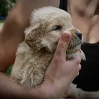 Wags, a male Golden Retriever for sale in Roanoke, VA – 3 of 6