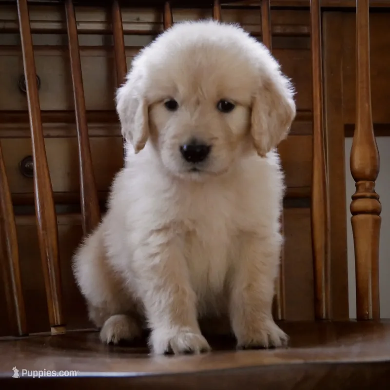 Chunky – Golden Retriever puppy for sale in Roanoke, VA
