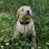 Posey, a female Golden Retriever for sale in Roanoke, VA – 4 of 7