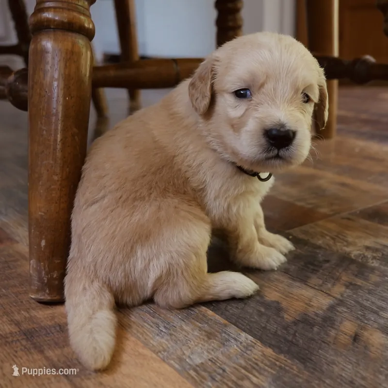 Teddy – Golden Retriever puppy for sale in Roanoke, VA