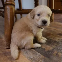 Teddy, a male Golden Retriever for sale in Roanoke, VA – 1 of 9