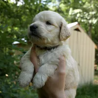 Snuggles, a male Golden Retriever for sale in Roanoke, VA – 3 of 10