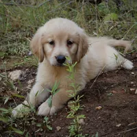 Princess, a female Golden Retriever for sale in Roanoke, VA – 6 of 6