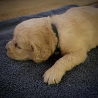 Dozer, a male Golden Retriever for sale in Roanoke, VA – 2 of 4