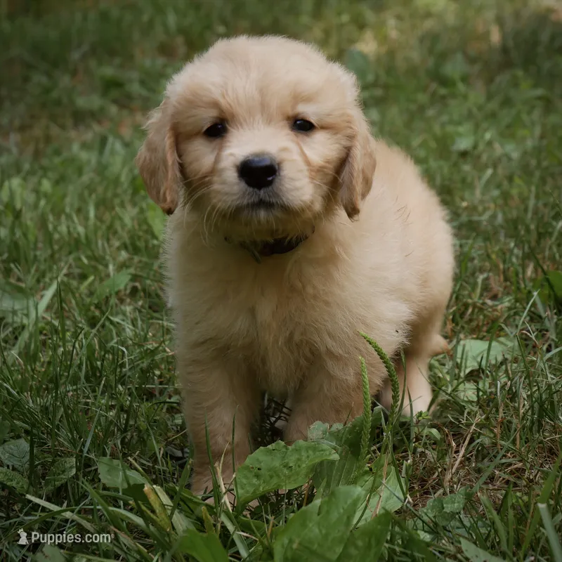 Handsome – Golden Retriever puppy for sale in Roanoke, VA