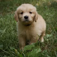 Handsome, a male Golden Retriever for sale in Roanoke, VA – 1 of 8