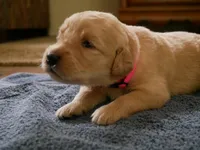 Sweetheart, a female Golden Retriever for sale in Roanoke, VA – 4 of 5