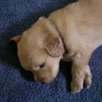 Teddy, a male Golden Retriever for sale in Roanoke, VA – 8 of 9