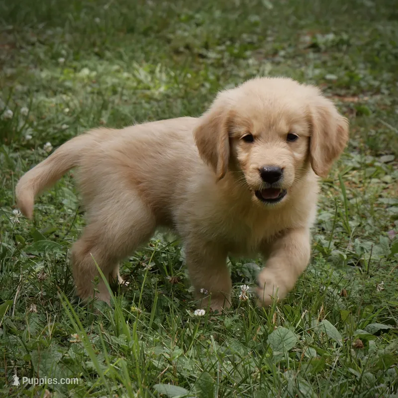 Dozer – Golden Retriever puppy for sale in Roanoke, VA