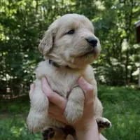 Posey, a female Golden Retriever for sale in Roanoke, VA – 2 of 7