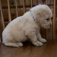 Dolly, a female Golden Retriever for sale in Roanoke, VA – 4 of 5