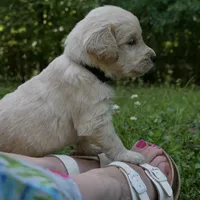 Woofy, a male Golden Retriever for sale in Roanoke, VA – 3 of 6