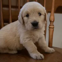 Dolly, a female Golden Retriever for sale in Roanoke, VA – 3 of 5