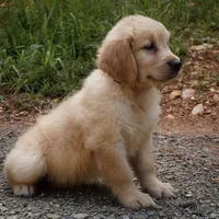 Princess, a female Golden Retriever for sale in Roanoke, VA – 2 of 6