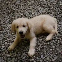 Dozer, a male Golden Retriever for sale in Roanoke, VA – 4 of 8