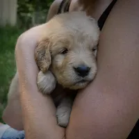 Posey, a female Golden Retriever for sale in Roanoke, VA – 5 of 7