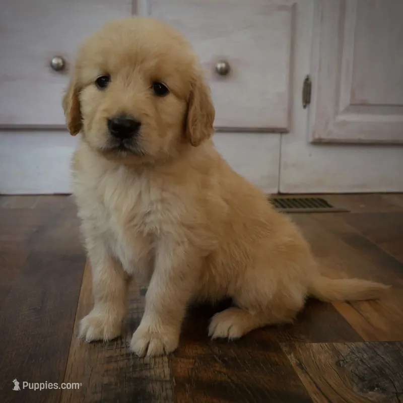 Sweetheart – Golden Retriever puppy for sale in Roanoke, VA