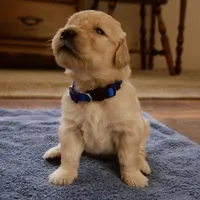 Chonky, a male Golden Retriever for sale in Roanoke, VA – 2 of 3