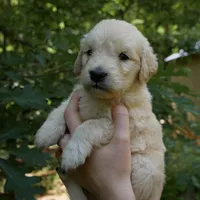 Snuggles, a male Golden Retriever for sale in Roanoke, VA – 4 of 10