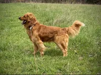 Sonny, a male Golden Retriever for sale in Roanoke, VA – 9 of 10