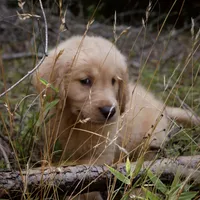 Buddy, a male Golden Retriever for sale in Roanoke, VA – 6 of 6