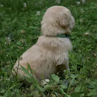 Peanut, a male Golden Retriever for sale in Roanoke, VA – 5 of 9