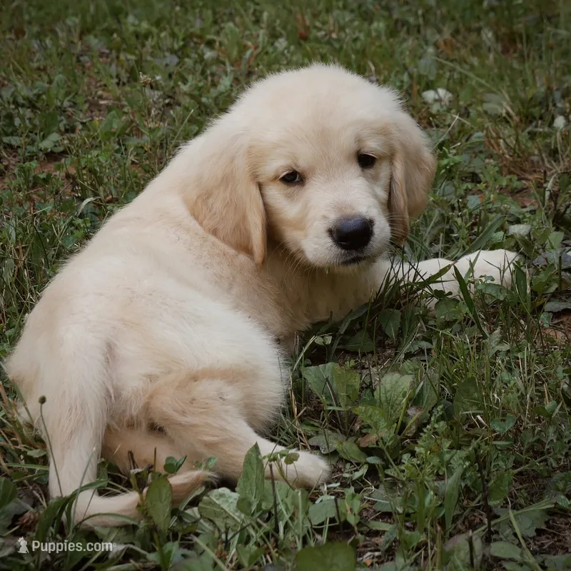 Woofy – Golden Retriever puppy for sale in Roanoke, VA